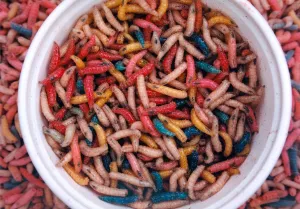 Insects Prints: Race trained maggots ready for the Big Matfen Maggot Race in July 1996