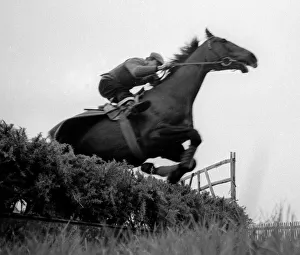 Racehorse Arkle seen training for the 1966 Cheltenham Gold Cup - March 1966