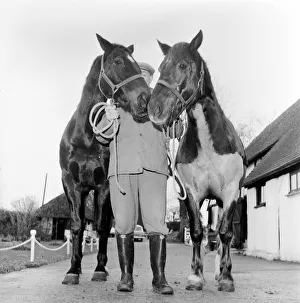 Racehorse Golden Miller at his stables. c. 1952
