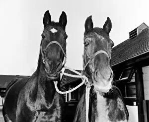 Images Dated 3rd July 2012: Racehorse Golden Miller at his stables with another horse. Circa 1952