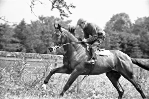 Racehorse Nijinsky at Vincent O Briens Baldoyle Stables during a training