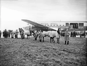 Racehorses bound to the USA being loaded at Shannon Airport in Ireland