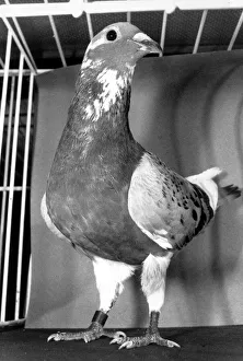 Wildlife Prints: Racing pigeon Smaragd, the fastest pigeon on Earth at his owners home in Loughborough