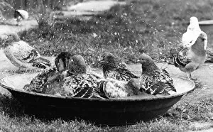 00028 Collection: Some racing pigeons enjoying a birdbath