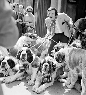 Radio DJ Alan Freeman with a bevy of St Bernarddogs complete with brandy kegs in New Bond