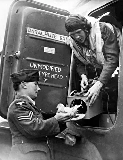 An RAF pilot takes a carrier pigeon on board his Halifax bomber before a raid in World