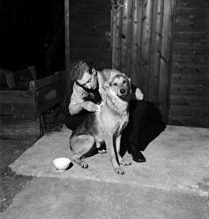 Rajah'the Alsatian police dog who was wounded by a gunman during a robbery