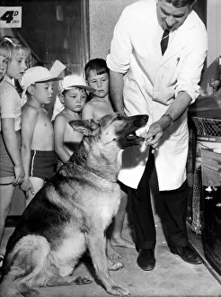 00057 Prints: Ranger the alsatian who has starred in many TV series seen here getting his ice cream