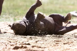 Rhinoceros Prints: Rare black rhino born at Port Lympe Zoo August 1999 She is six weeks old