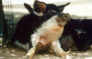 Piglet Prints: Rare Hungarian pig at Banham Zoo, Norfolk baby pig August 1995