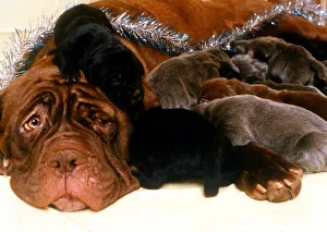 00202 Prints: Rare Neopolita Mastiff Puppies and Mother - December 1994 *** Local Caption