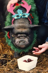 Core53 Prints: Rasher the pig in a festive mood having Horsechestnuts for his Christmas breakfast