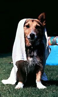 Rats the dog in retirement - went for a dip in the paddling pool in his back garden
