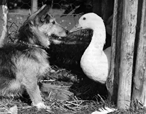 Duck Prints: Rats in Retirement: Goose Chase... Rats the dog with a reluctant playmate