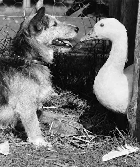 Rats'In Retirement: Old soldier Rats'the dog who leapt to fame in