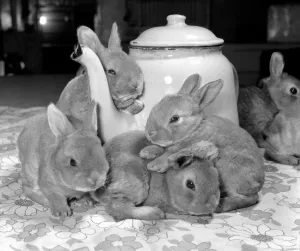Rabbits Prints: A real tea cosy. October 1977 Filled with warm water this tea pot from the rest