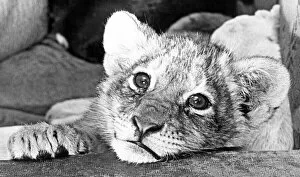 00206 Collection: A recent arrival at Southam zoo farm, is Simba, a nine-week-old lion