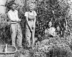 01179 Prints: Recruits of the Womens Land Army get work in the fields near Torquay