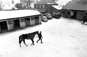 Stables Prints: Red Alligator led out by 21 yr old Brian Fletcher who rode him to victory at trainer