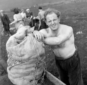 Vegetables Prints: Red-haired Alan Prescott, the St Helens and England Rugby League forward who switched