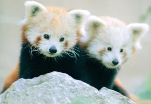 Bear Prints: Red Panda cubs at Bristol Zoo Two cubs out exploring their enclosure November 1997