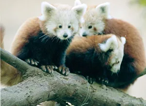 Bear Prints: Red Panda cubs at Bristol Zoo Three cubs sitting on branch of Tree November 1997