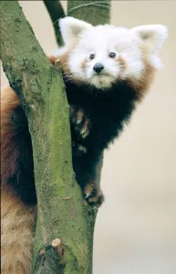 Bear Prints: Red Panda cubs at Bristol Zoo A Red Panda cub sitting on branch of Tree November 1997