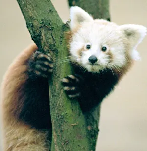 Pandas Prints: Red Panda cubs at Bristol Zoo A Red Panda cub sitting on branch of Tree November 1997