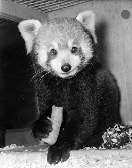 00057 Prints: A Red Panda seen here at London Zoo. Red Pandas are more smaller than the Black