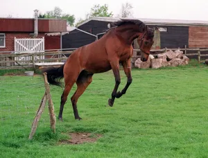 Red Rum frolics in a field in May 1990 13th May 1990 13 / 05 / 1990