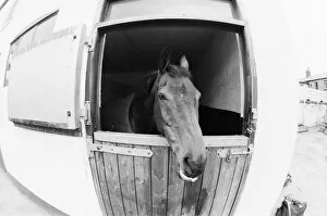 Images Dated 23rd March 1988: Red Rum, pictured in his stable in 1988. Red Rum