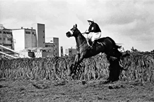01268 Prints: Red Rum winning the 1977 Grand National with Jockey Tommy Stack. 2nd April 1977