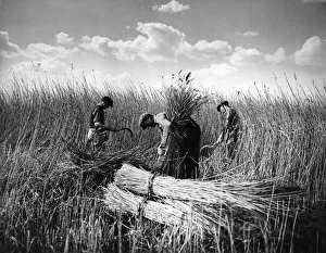 Agriculture Prints: Reed cutting on Rockland Broad. There is an increasing demand for the Norfolk reeds