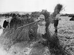 Agriculture Prints: Reggie, Babble and Mary Damerell roll up their sleeves and lend a hand stocking