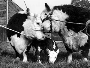 00060 Prints: Reprieved champion Orange Miss. Badger the bull, and their first born only thirty minutes