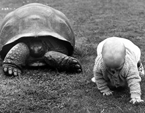 Reptiles Prints: Reptiles Tortoise 11 month old Stuart Gibb races with Mr