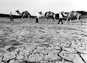 00172 Prints: Reservoir at Penholn, Monmouthshire Camels from Longleat Safari park