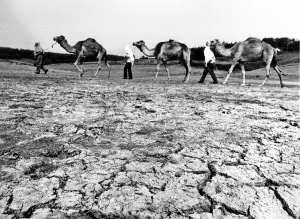 Drought Prints: Reservoir at Penholn, Monmouthshire Camels from Longleat Safari park