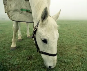 Retired racing legend Desert Orchid out in his field with his new filly
