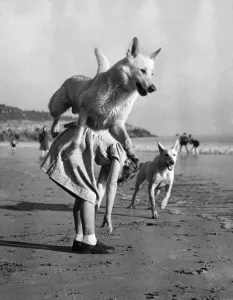 Rex and Lassie enjoy a frolic by the sea shore during a spell of Indian Summer
