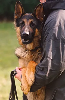 Alsatian Prints: Rex the police dog enjoying the dog handling training school at Northumbria Police
