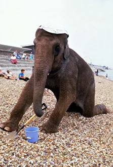 Core03 Prints: Rhani the elephant from Gerry Cottles Circus playing with a bucket