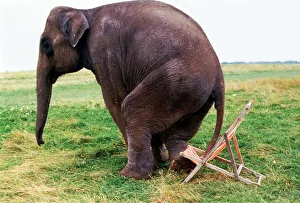 Rhani the elephant from Gerry Cottles Circus tries to sit on a deck chair July