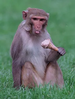 Core03 Prints: A Rhesus monkey caught eating an ice cream cone at Blair Drummond Safari Park circa
