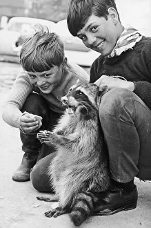 Ricky the racoon is tempted by Graham and Brian Clews at Grandborough farm Southam