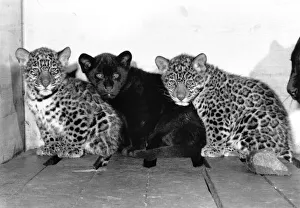 00049 Prints: Rio, Jackson and Hugo the Jaguar cubs. January 1989 P004055