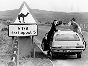 Camels Prints: Road Sign of camels crossing here in Hartlepool. Were they are making signs for