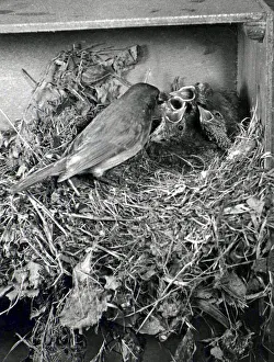 Robin feeding her chicks. 14th May 1952 DM: C2434 / 2 P044367