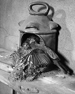Robin Prints: A Robin feeding her young chicks in a nest she had made in a old night watchman