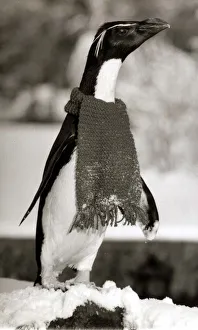 Rocky the Penguin wraps up warm with a scarf Penguin wearing a scarf - December